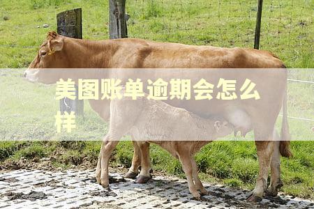 美图账单逾期会怎么样 美图账单逾期会怎么样