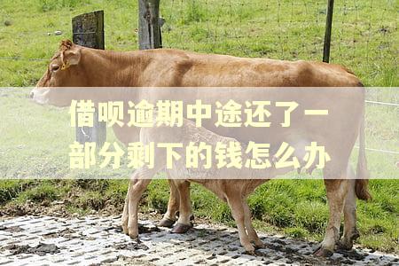 借呗逾期中途还了一部分剩下的钱怎么办