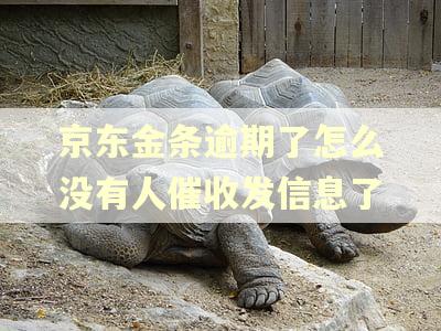 京东金条逾期了怎么没有人催收发信息了