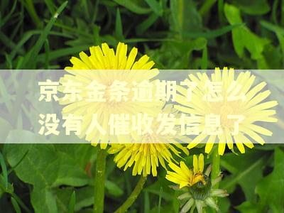 京东金条逾期了怎么没有人催收发信息了