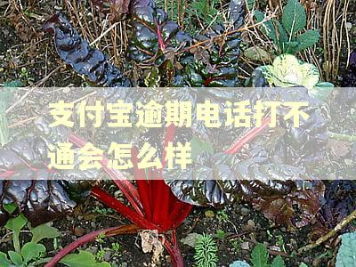支付宝逾期电话打不通会怎么样