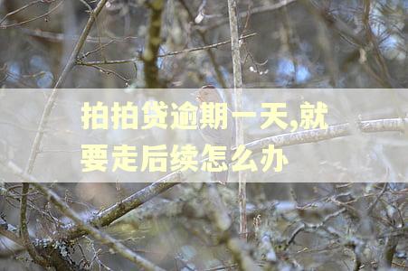 拍拍贷逾期一天,就要走后续怎么办