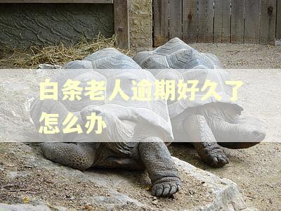 白条老人逾期好久了怎么办