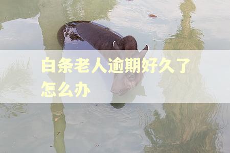 白条老人逾期好久了怎么办