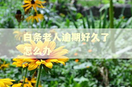 白条老人逾期好久了怎么办