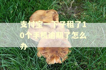 支付宝一下子租了10个手机逾期了怎么办
