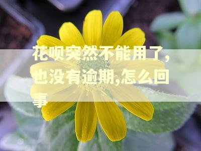 花呗突然不能用了,也没有逾期,怎么回事