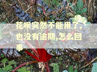 花呗突然不能用了,也没有逾期,怎么回事