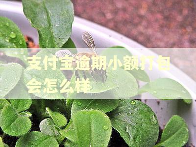 支付宝逾期小额打包会怎么样