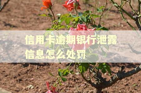 信用卡逾期银行泄露信息怎么处罚