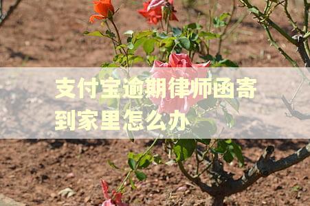 支付宝逾期律师函寄到家里怎么办