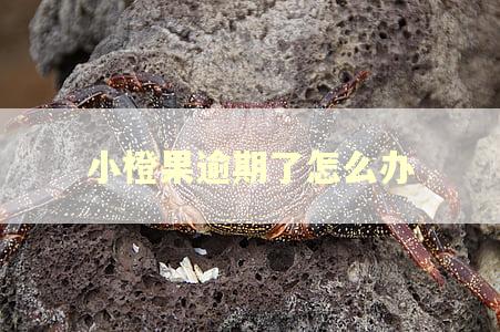 小橙果逾期了怎么办