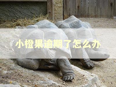 小橙果逾期了怎么办