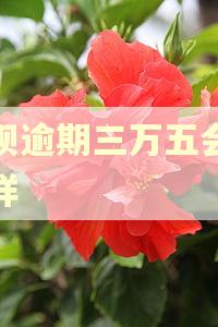 花呗逾期三万五会怎么样