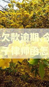 头条欠款逾期,今天发电子律师函怎么办