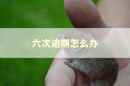 六次逾期怎么办