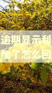 花呗逾期显示利息不再增加了怎么回事