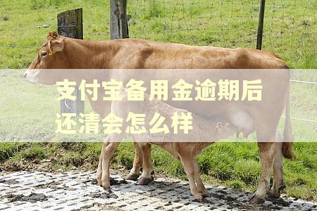 支付宝备用金逾期后还清会怎么样