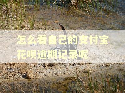 怎么看自己的支付宝花呗逾期记录呢