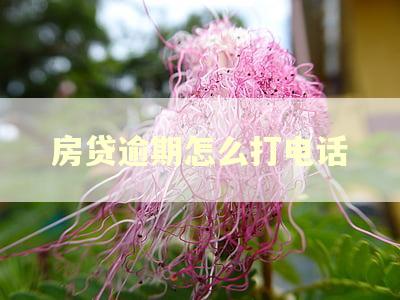 房贷逾期怎么打电话