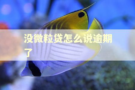 没微粒贷怎么说逾期了