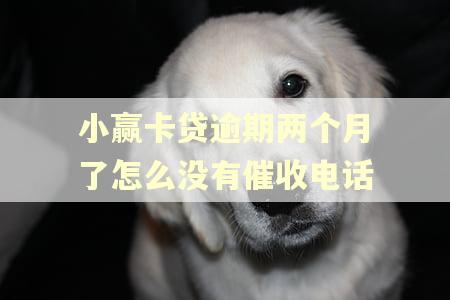 小赢卡贷逾期两个月了怎么没有催收电话 小赢卡贷逾期两个月了怎么没有催收电话