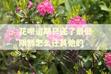 花呗逾期只还了最低限额怎么还其他的 花呗逾期只还了最低限额怎么还其他的