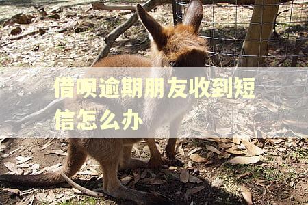 借呗逾期朋友收到短信怎么办