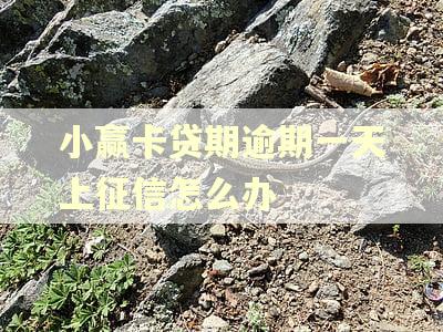 小赢卡贷期逾期一天上征信怎么办