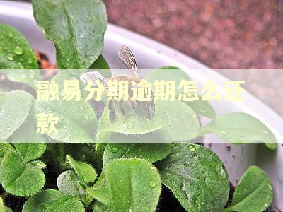 融易分期逾期怎么还款 融易分期逾期怎么还款