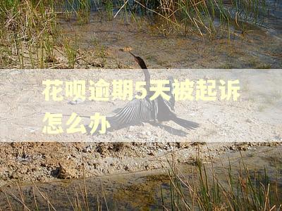 花呗逾期5天被起诉怎么办