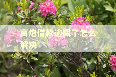 高炮借款逾期了怎么解决