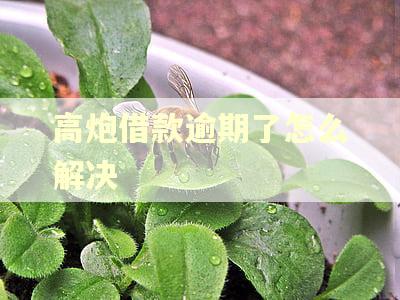 高炮借款逾期了怎么解决