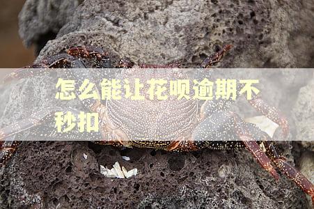 怎么能让花呗逾期不秒扣