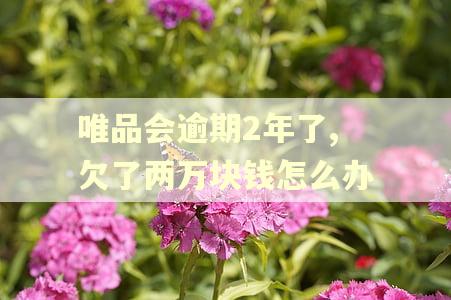 唯品会逾期2年了,欠了两万块钱怎么办