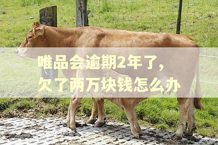 唯品会逾期2年了,欠了两万块钱怎么办