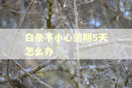 白条不小心逾期5天怎么办