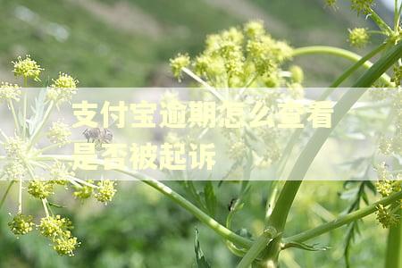 支付宝逾期怎么查看是否被起诉