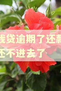 你我贷逾期了还款怎么还不进去了