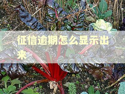 征信逾期怎么显示出来 征信逾期怎么显示出来