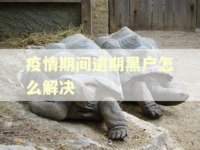 疫情期间逾期黑户怎么解决
