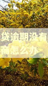 信秒贷逾期没有钱还想协商怎么办