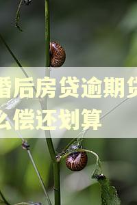 离婚后房贷逾期贷款怎么偿还划算