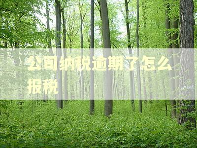 公司纳税逾期了怎么报税 公司纳税逾期了怎么报税