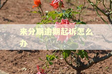 来分期逾期起诉怎么办
