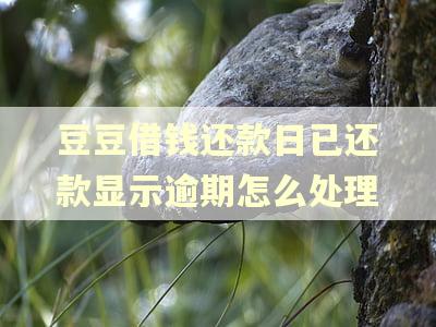 豆豆借钱还款日已还款显示逾期怎么处理