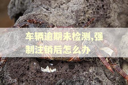 车辆逾期未检测,强制注销后怎么办 车辆逾期未检测,强制注销后怎么办