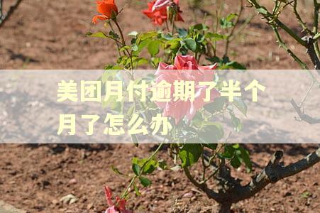 美团月付逾期了半个月了怎么办