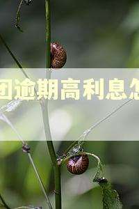美团逾期高利息怎么算