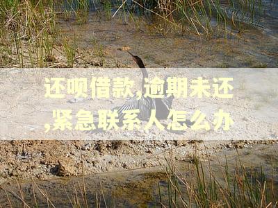 还呗借款,逾期未还,紧急联系人怎么办